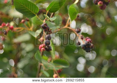 Wild Ripe Berries Of Irga, Berry Picking.
