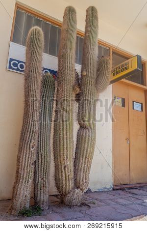Tilcara, Argentina  - April 10, 2015: Cacti And Local Post Office In Tilcara Village.