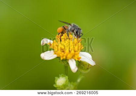 Closeup Of A Bee Collecting Pollen From Spanish Needle Flower (bidens Alba) And Stored On Its Legs