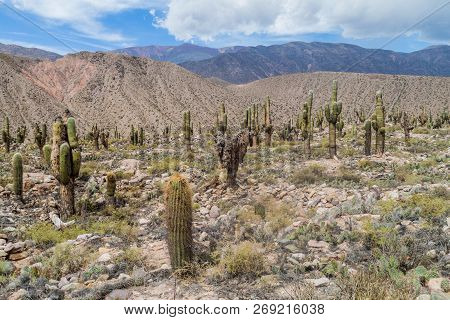 Ruins Of Pre-columbian Fortification Pucara Near Tilcara Village In Quebrada De Humahuaca Valley, Ar