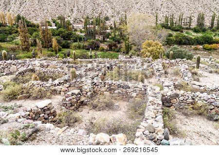 Cacti Growing At Ruins Of Pre-columbian Fortification Pucara Near Tilcara Village In Quebrada De Hum