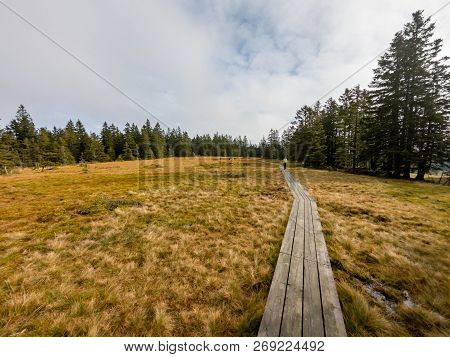 Wooden Boardwalk Crossing Marshes Surrounded With Pine Trees.
