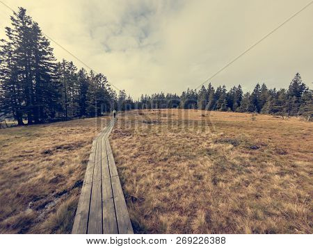 Wooden Boardwalk Crossing Marshes Surrounded With Pine Trees.