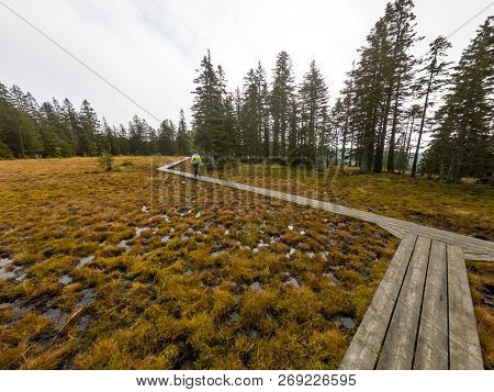 Female Hiker Walking On A Wooden Boardwalk Across Marshes.