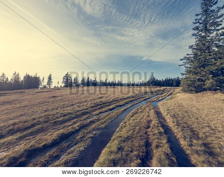 Autumn Landscape Of Wetlands Surrounded With Pine Tree Forest.