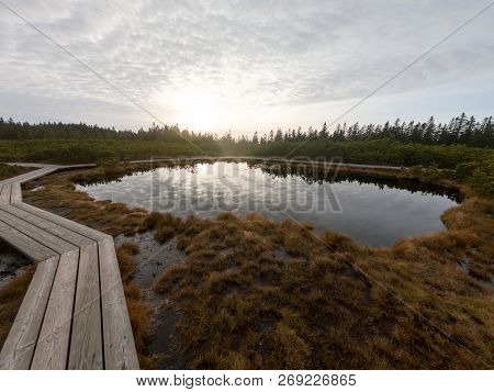 Wooden Boardwalk Crossing Marshes Surrounded With Bushes.