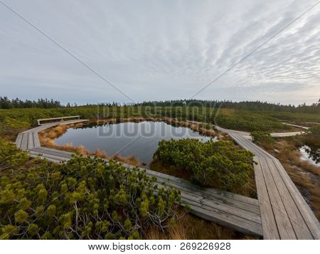 Wooden Boardwalk Crossing Marshes Surrounded With Bushes.
