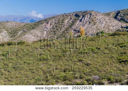 Landscape With Cacti Near Amaicha Del Valle, Argentina