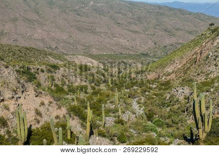 Landscape With Cacti Near Amaicha Del Valle, Argentina