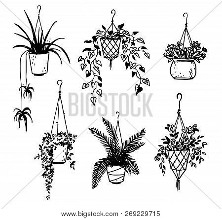 Set Of Potted House Plants, Vector Sketch