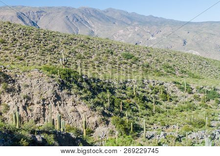 Landscape With Cacti Near Amaicha Del Valle, Argentina