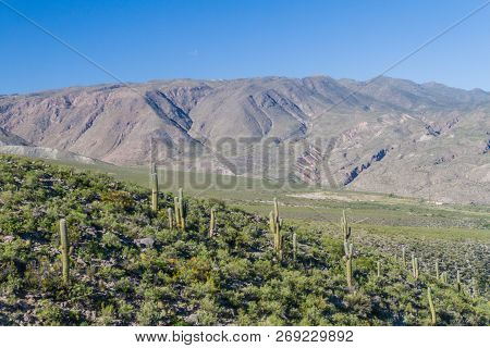 Landscape With Cacti Near Amaicha Del Valle, Argentina