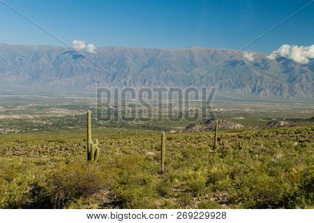 Landscape With Cacti Near Amaicha Del Valle, Argentina
