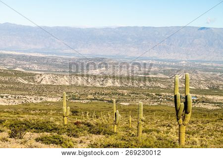 Landscape With Cacti Near Amaicha Del Valle, Argentina