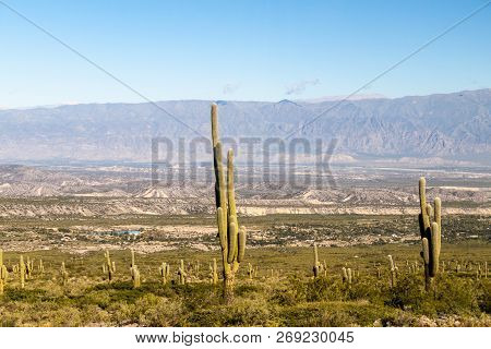 Landscape With Cacti Near Amaicha Del Valle, Argentina