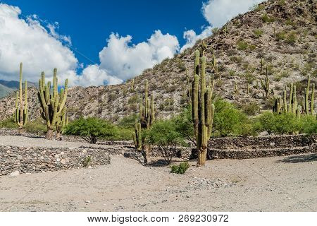 Ruins Of Ancient Pre-inca Town Quilmes, Argentina