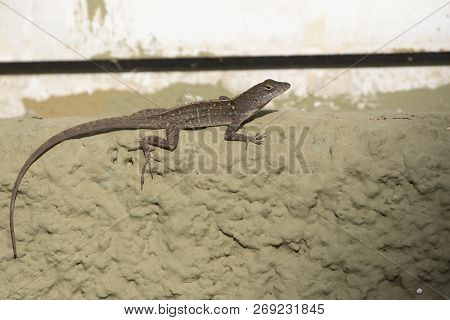 Brown Anole That Sits On The Wall Of The Building On A Bright Sunny Day