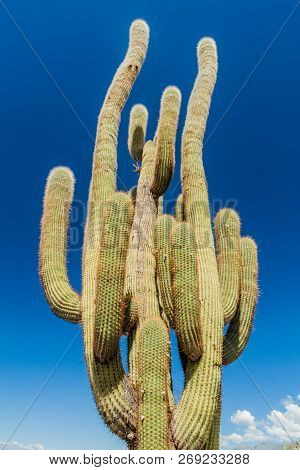 Big Cardon Cactus Near Quilmes Ruins, Argentina