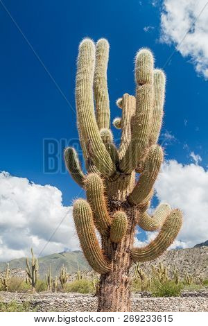 Big Cardon Cactus At Quilmes Ruins, Argentina