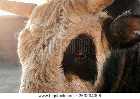 Close-up Curly Black And White Bull Or Cow Head At Cattle Farm Yard At Sunset