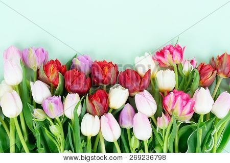 Bouquet Of Fresh Tulips Flowers Border On Pastel Green Ment Background