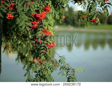 Ashberry With Leafs On Sky Background At Dry Sunny Summer Day