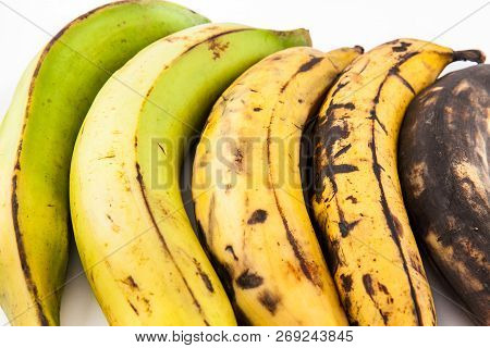 Plantain Or Green Banana (musa X Paradisiaca) In Different Stages Of Maduration Isolated In White Ba