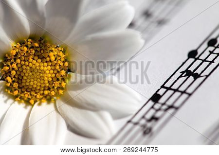Flower Flora Daisy And Music Notes Sheets