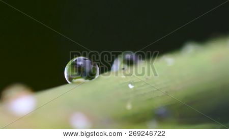 Water Droplet On Green Leaf With Low Depth Of Field
