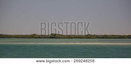 Some Birds In The Mangrove Forests Of Al Khor, Qatar