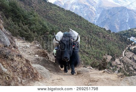 Caravan Of Yaks In The Nepal Himalaya. The Yak A Long-haired Bovid Found Throughout The Himalaya Reg