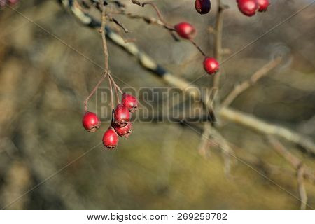 Ripe Wild Hawthorn, Picking Berries In The Woods.