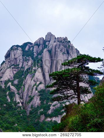 Huangshan (yellow Mountain) And Huangshan Pine From Anhui Province China. Huangshan Is A Unesco Worl