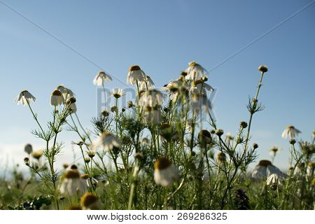 Chamomile (matricaria Chamomilla, Synonymous With Matricaria Recutita), Also Chamomile Medical