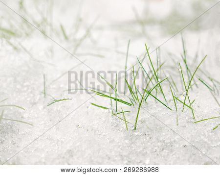 Green Grass Under The Snow. Grass Covered With Snow. White Snow And Green Grass Background.