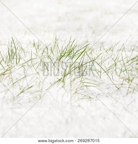 Springtime On The Field. First Snow Lying On Green Grass.