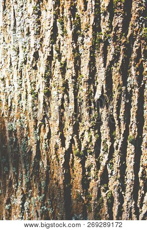 Tree Bark Texture. Tree Bark Texture Full Frame In Nature. Texture Shot Of Brown Tree Bark, Filling 