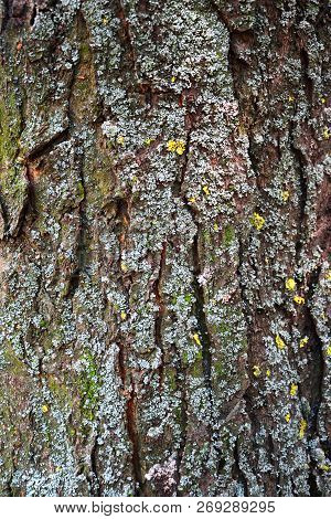 Tree Bark Texture. Tree Bark Texture Full Frame In Nature. Texture Shot Of Brown Tree Bark, Filling 