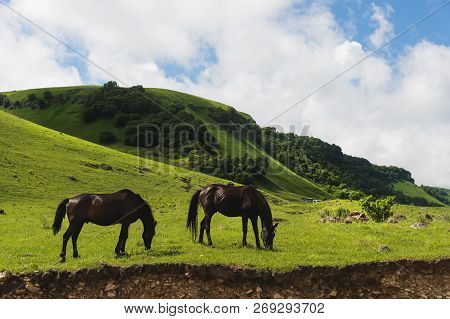 A Pair Of Horses Grazing On Green Pastures In A Mountain Valley Of A Mountain Gorge On Hills Of Mead