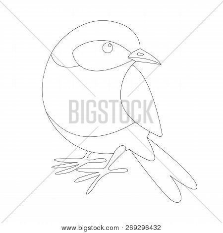 Eastern Bluebird, Lining Draw , Front View, Coloring