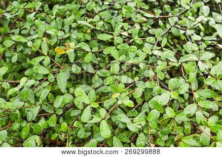 Close Up Fresh Green Leaves Of Terminalia Ivorensis Tree In Nature Garden