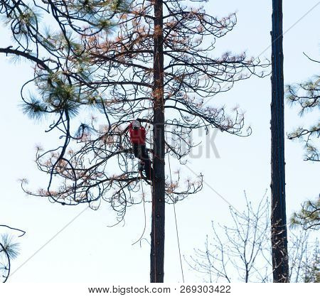West Point, CA-March 15, 2016: Lumberjacks removing dead beetle killed trees sothey do not fall on power lines in Californai