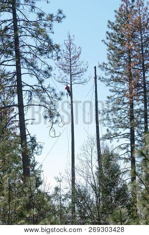 West Point, CA-March 15, 2016: Lumberjacks removing dead beetle killed trees sothey do not fall on power lines in Californai