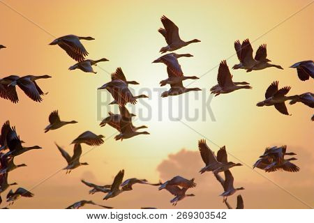 Group Of Grey Lag Goose Birds In Winter Morning