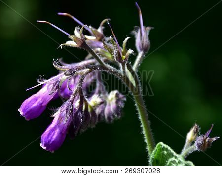 Pinf Color Of Symphytum Officinale -common Comfrey Plant,