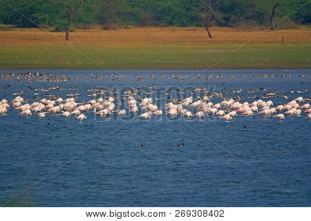 Group Of Flamingos And Grey Lag Gooses Resting At Lake In Winter Morning