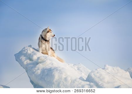 Portrait Of Gorgeous And Prideful Siberian Husky On Ice Floe On The Frozen Okhotsk Sea Background. I