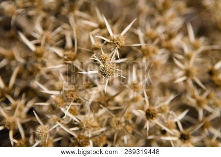 Close-up Of A Small Shrub Of The Carlina Graeca Plant. Nature.