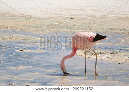 Pink Flamingo Looking For Food In The Shallow Water Of Laguna Hedionda, The Saline Lake In Andean Al