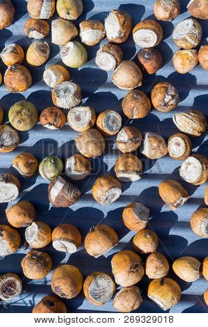 Betel Nut Or Areca Nut Background,betel Nut With Side Shadow,top View.